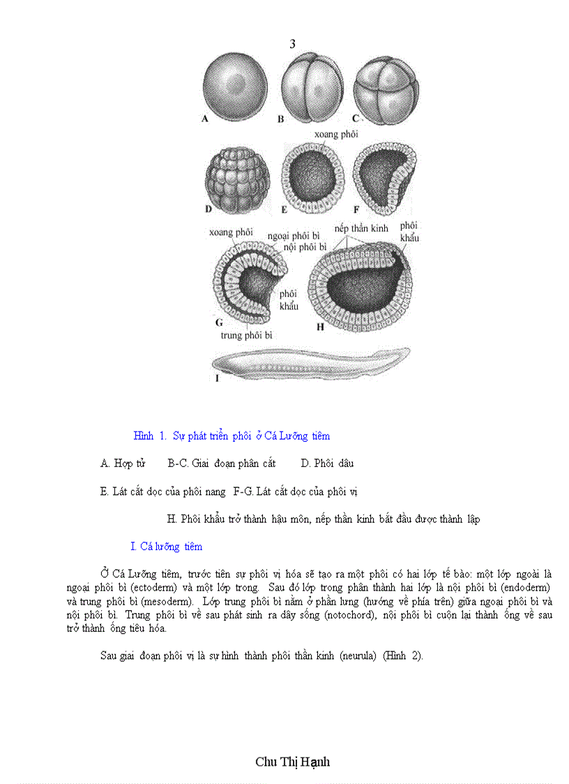 Giáo án phát triển phôi