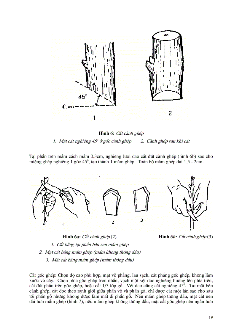 image for page Kỹ thuật ghép cây ăn quả
