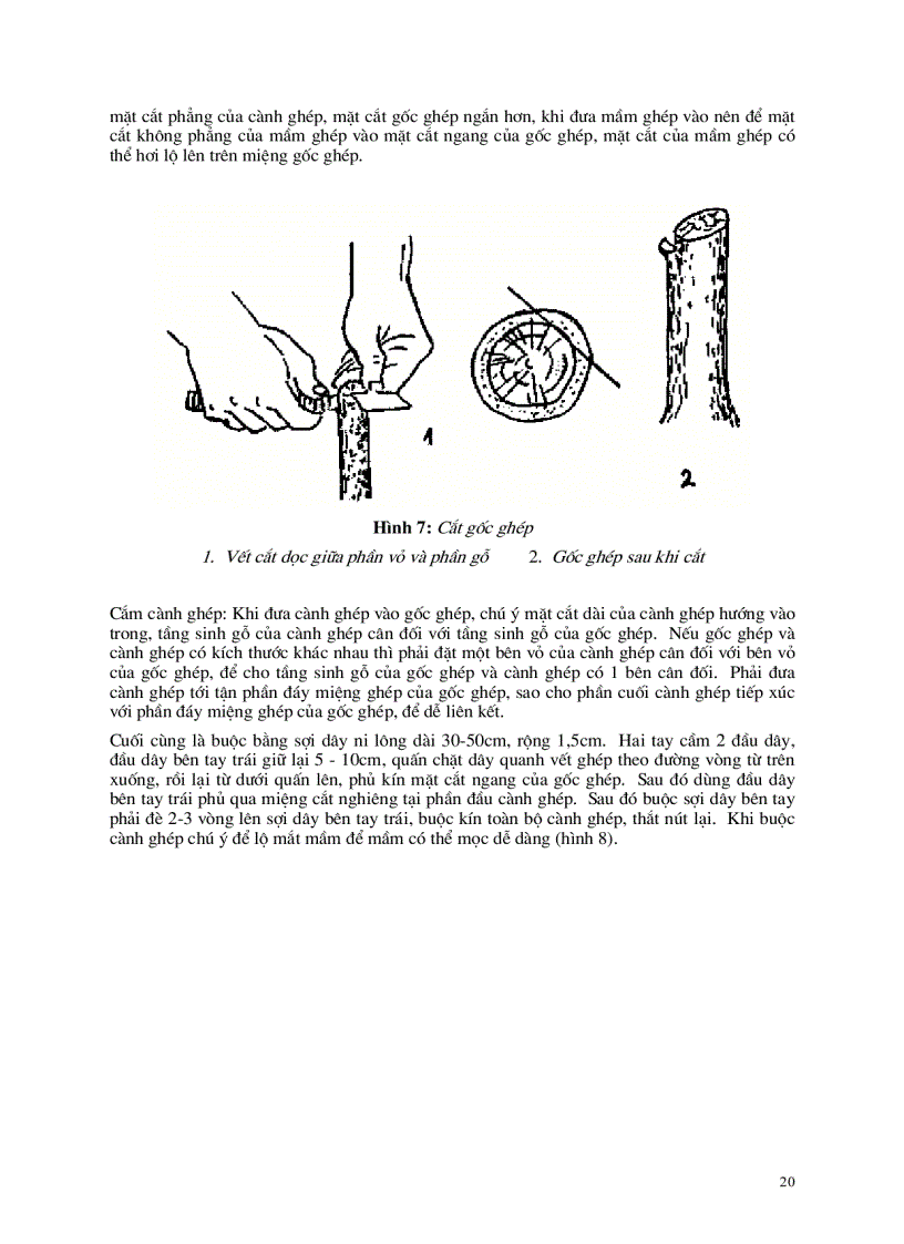 image for page Kỹ thuật ghép cây ăn quả