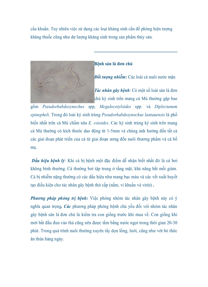 image for page Bệnh do vi khuẩn Streptococcus spp