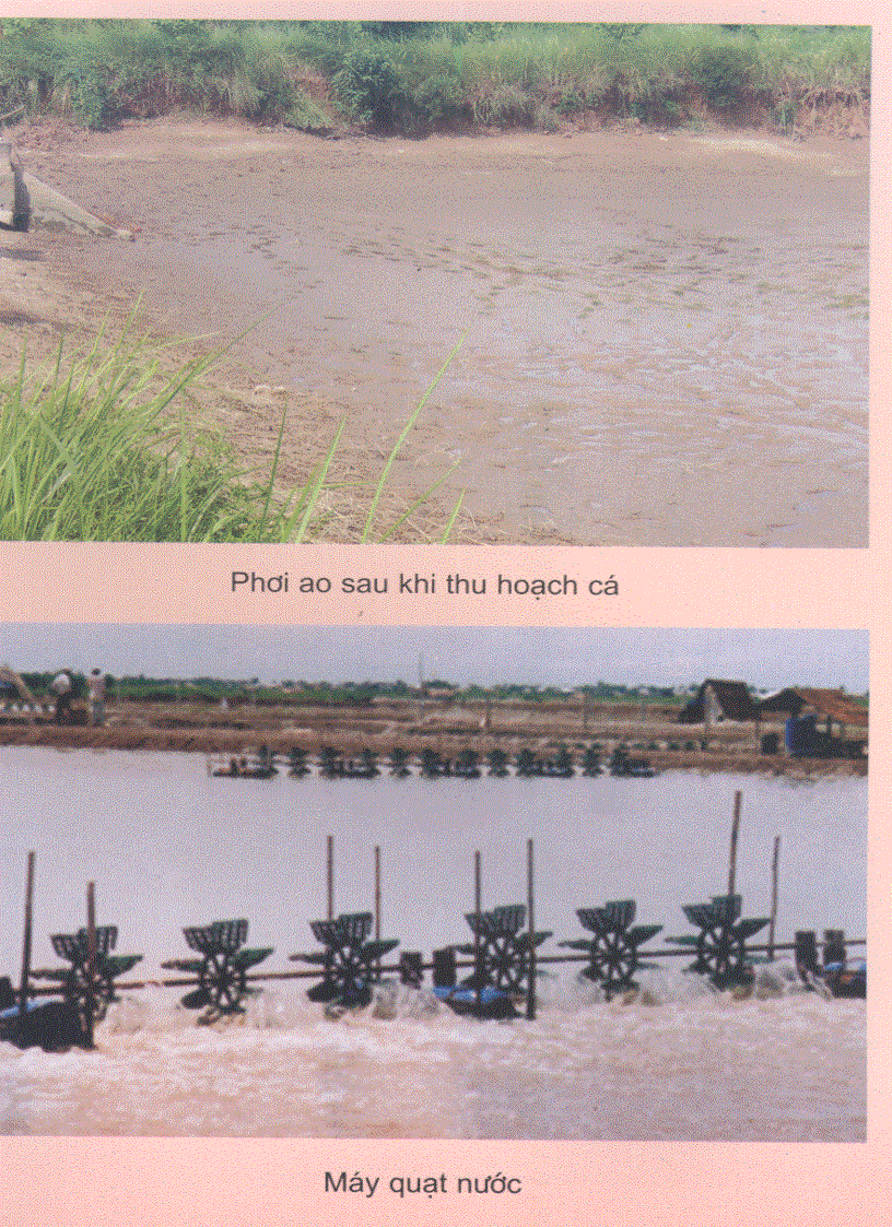 image for page Đặc điểm 1 số loài cá nuôi nước ngọt