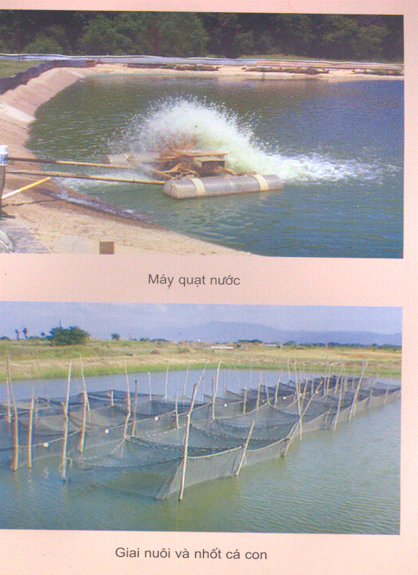 image for page Đặc điểm 1 số loài cá nuôi nước ngọt