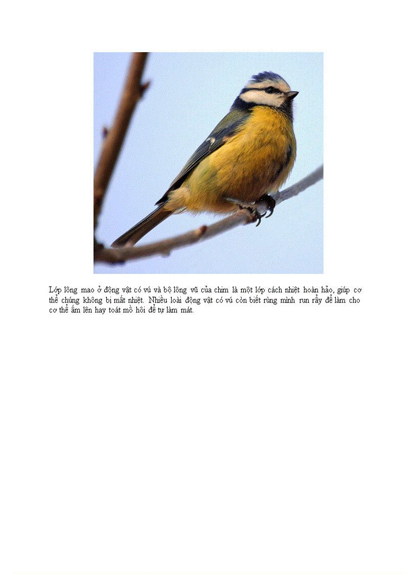 image for page Thế giới động vật máu nóng và máu lạnh