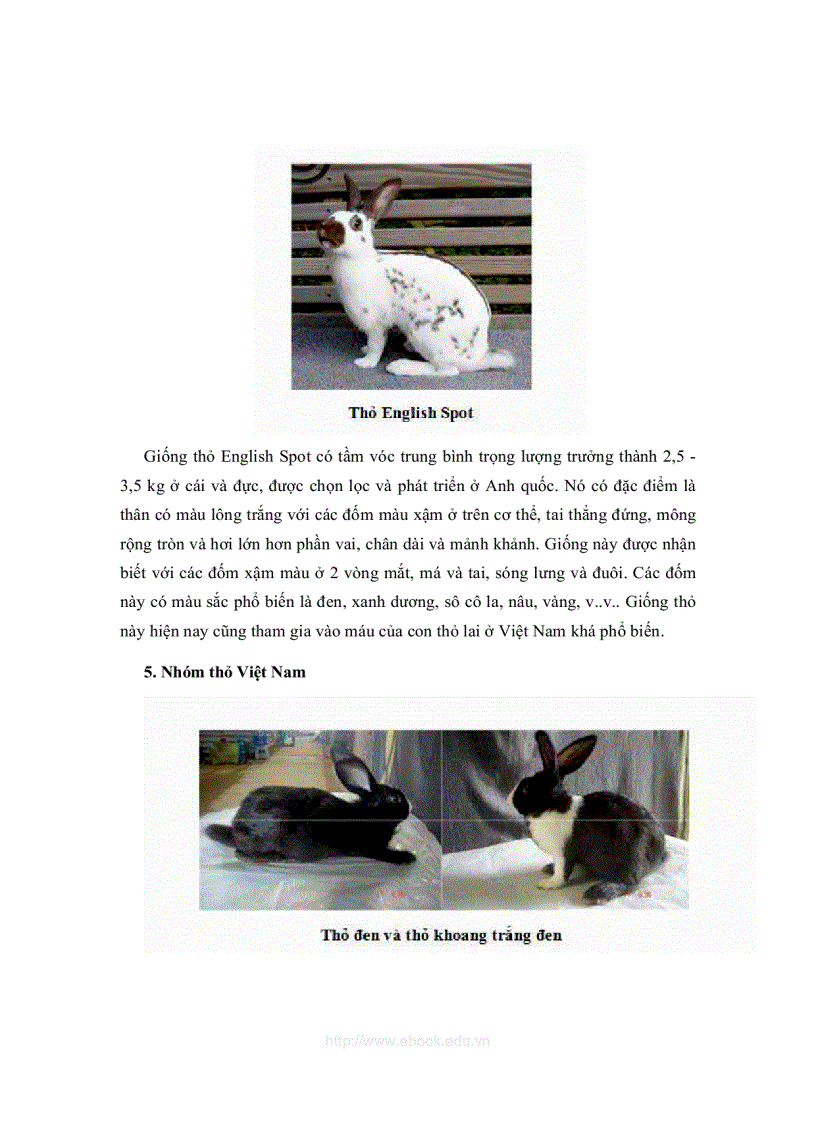 image for page Bài giảng chăn nuôi thỏ