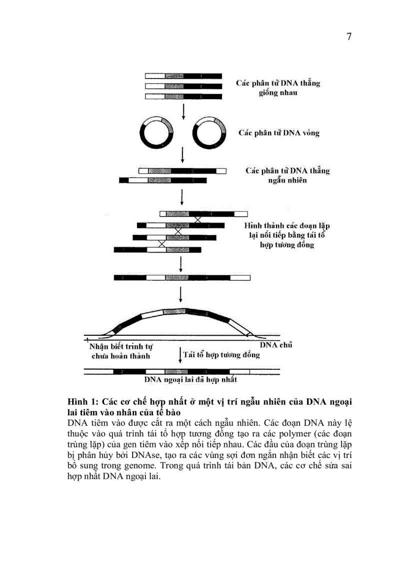 image for page Công nghệ chuyển gen động vật thực vật