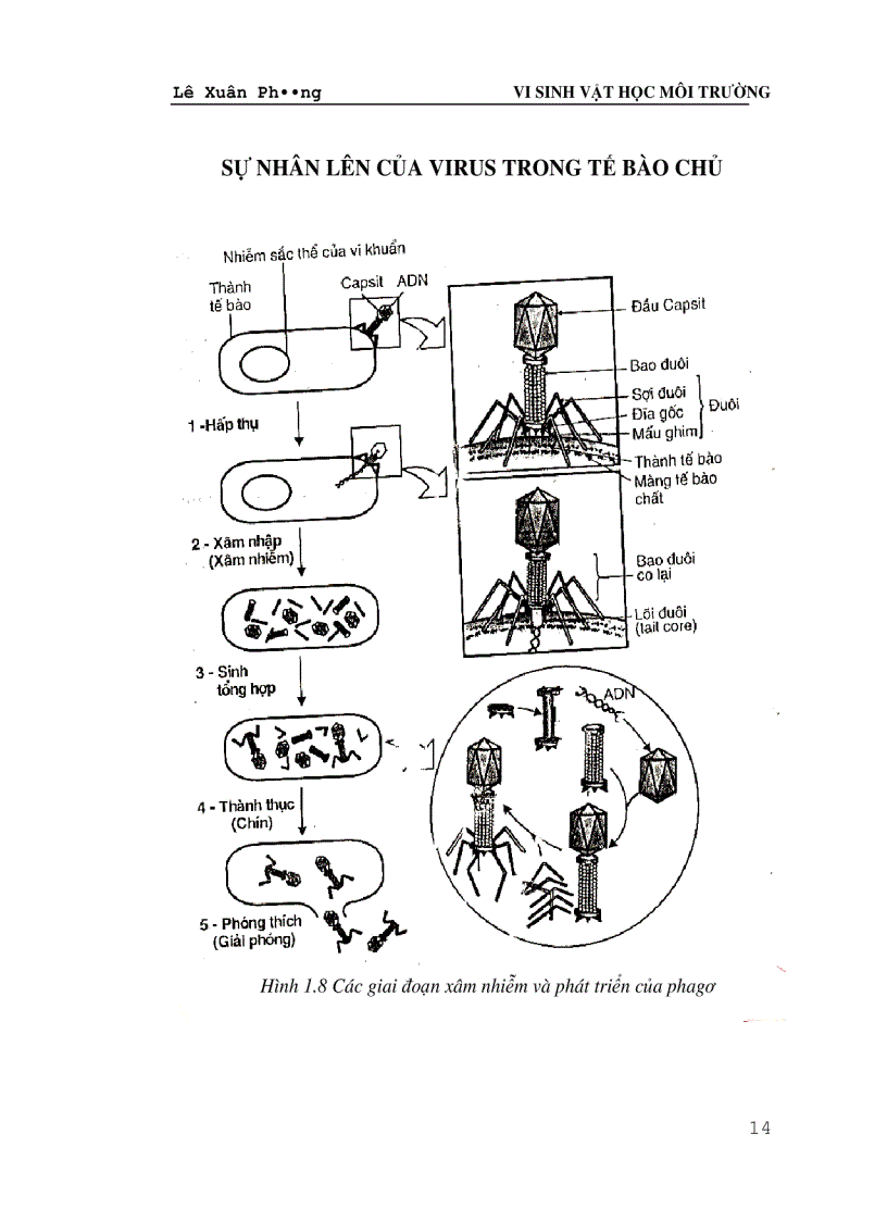 image for page Giáo trình VI SINH VAT HỌC MÔI TRƯỜNG