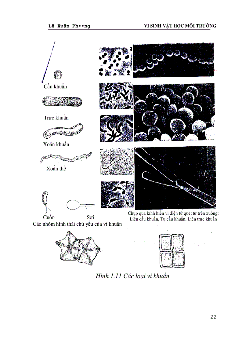 image for page Giáo trình VI SINH VAT HỌC MÔI TRƯỜNG