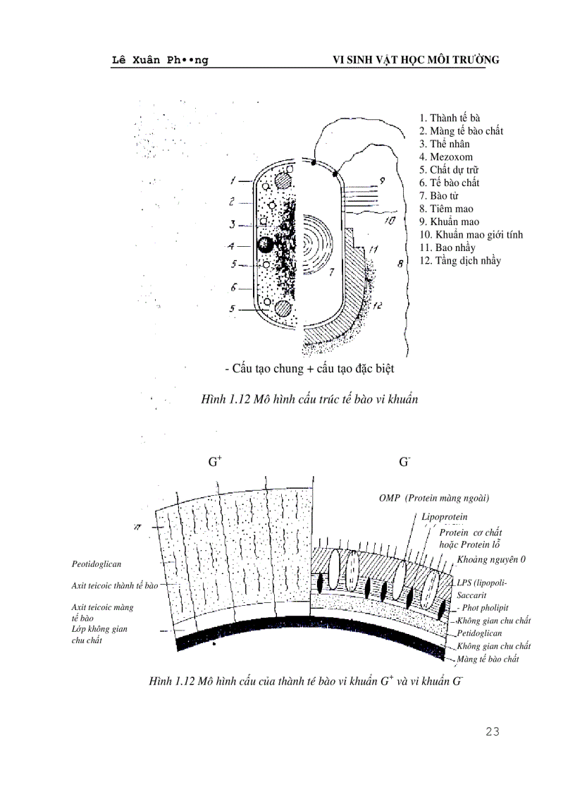 image for page Giáo trình VI SINH VAT HỌC MÔI TRƯỜNG