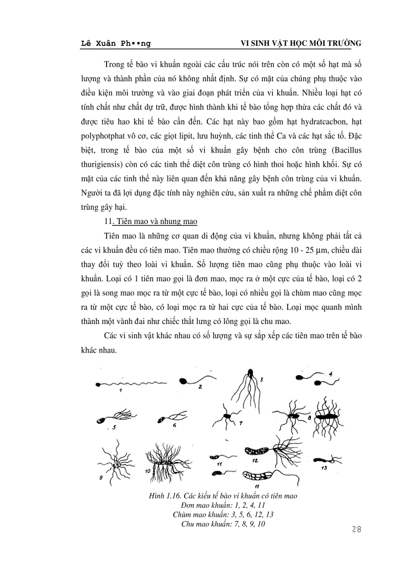 image for page Giáo trình VI SINH VAT HỌC MÔI TRƯỜNG