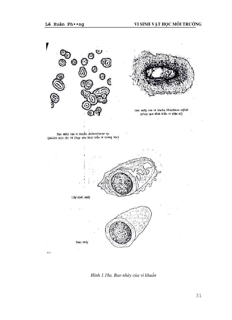 image for page Giáo trình VI SINH VAT HỌC MÔI TRƯỜNG