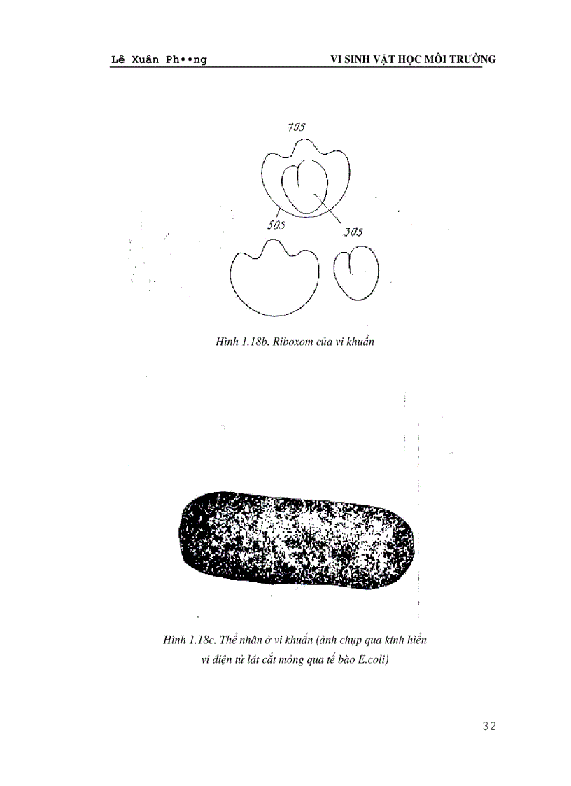 image for page Giáo trình VI SINH VAT HỌC MÔI TRƯỜNG