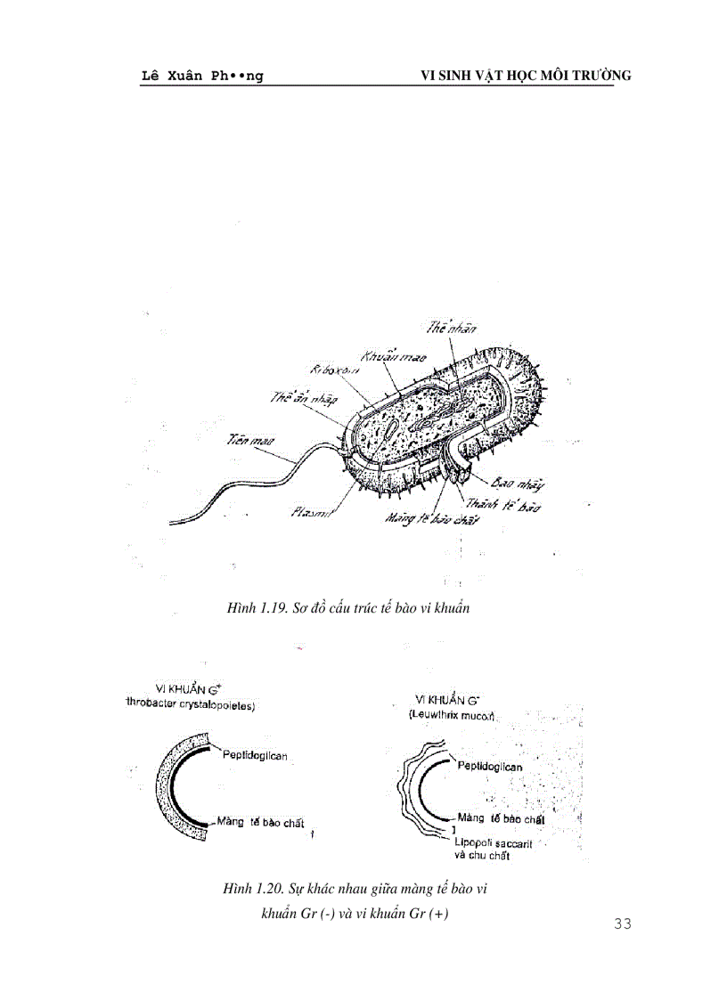 image for page Giáo trình VI SINH VAT HỌC MÔI TRƯỜNG