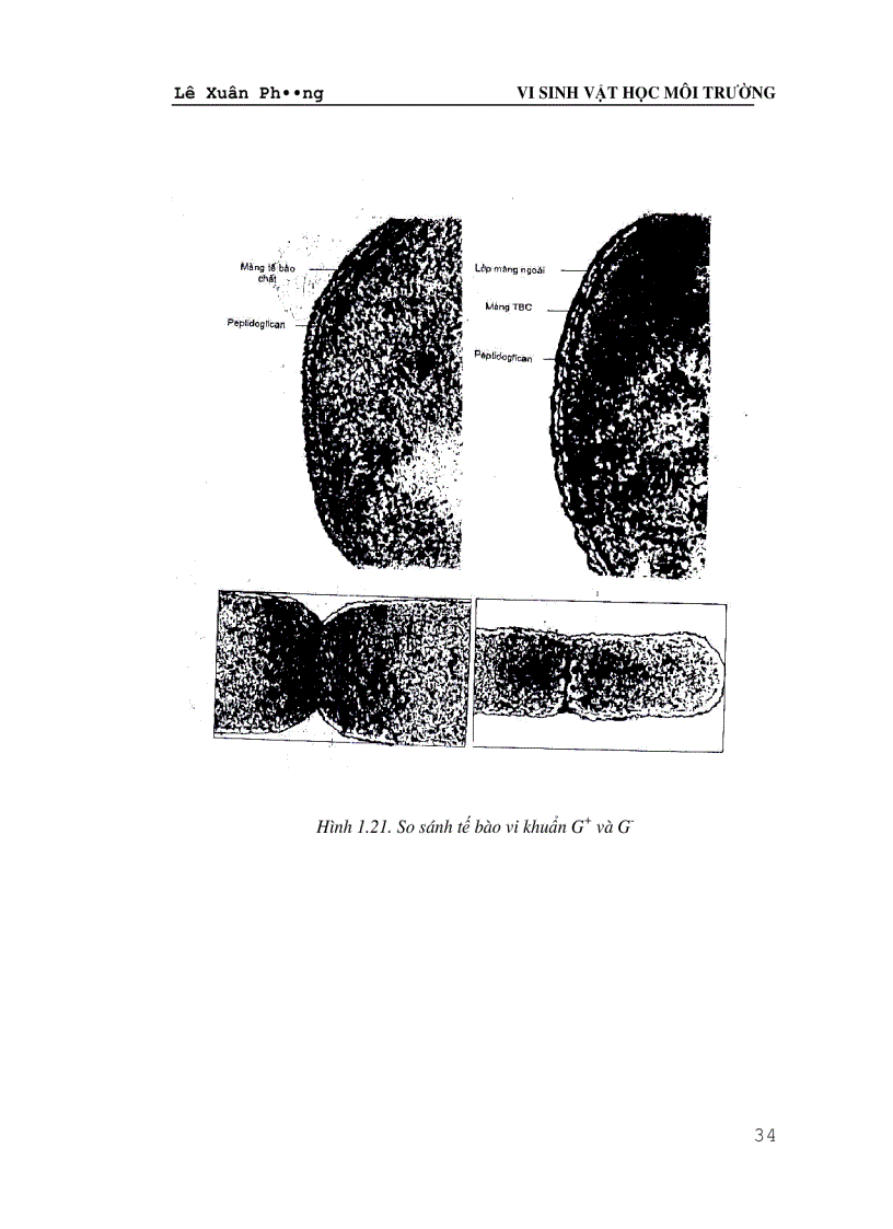 image for page Giáo trình VI SINH VAT HỌC MÔI TRƯỜNG