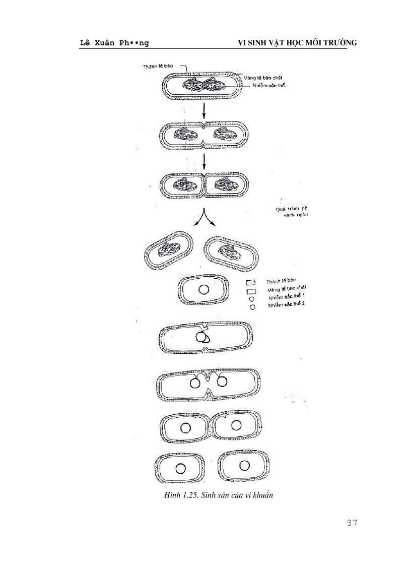 image for page Giáo trình VI SINH VAT HỌC MÔI TRƯỜNG