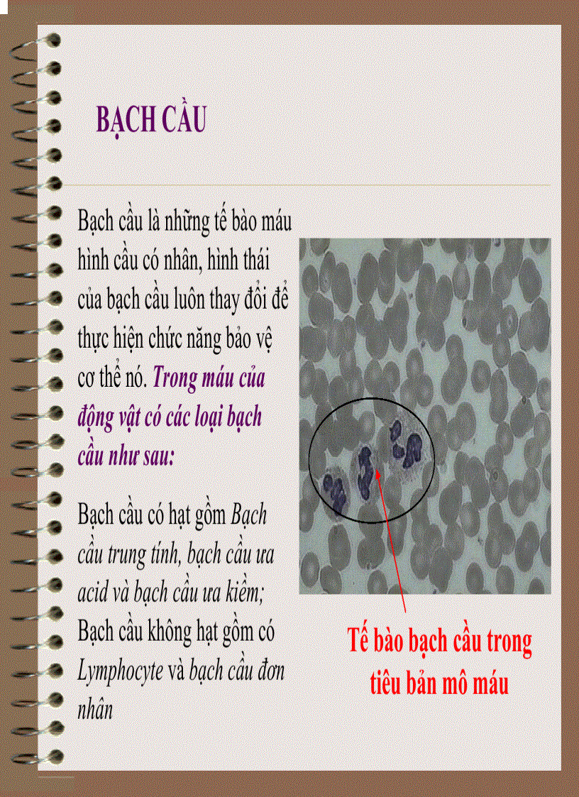 image for page Mô Phôi Học