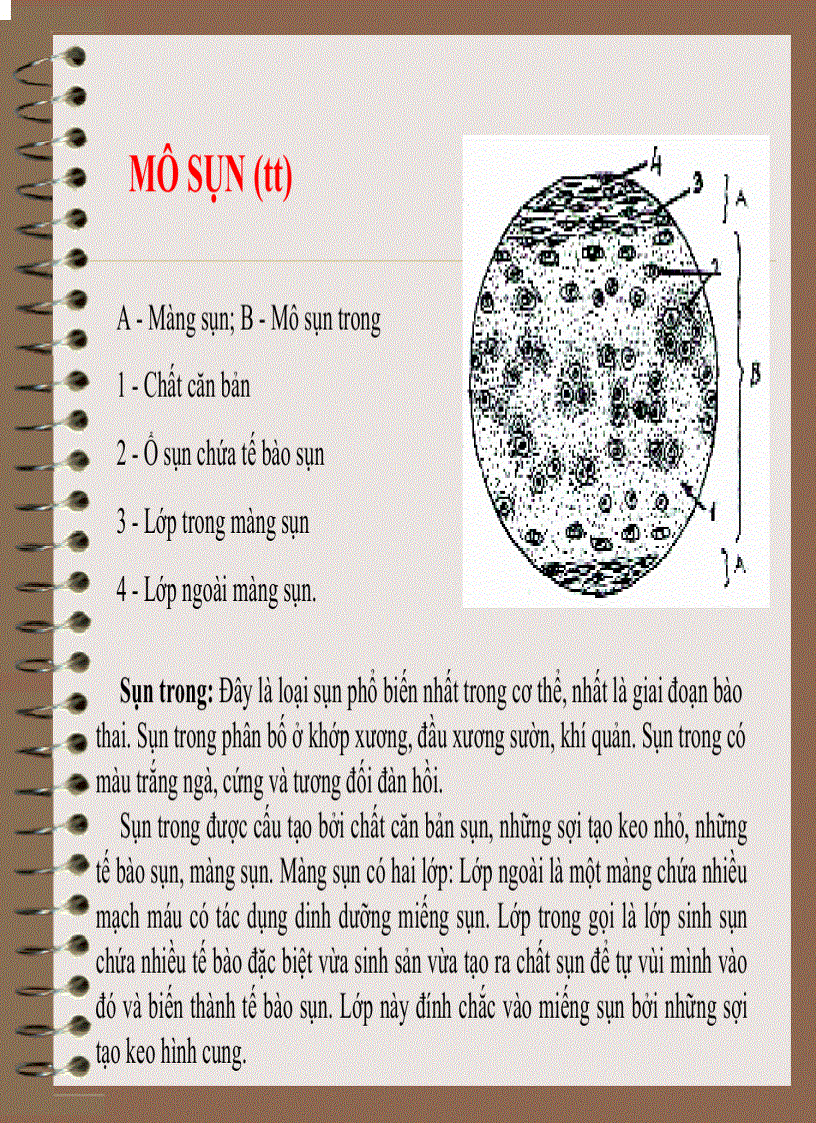 image for page Mô Phôi Học