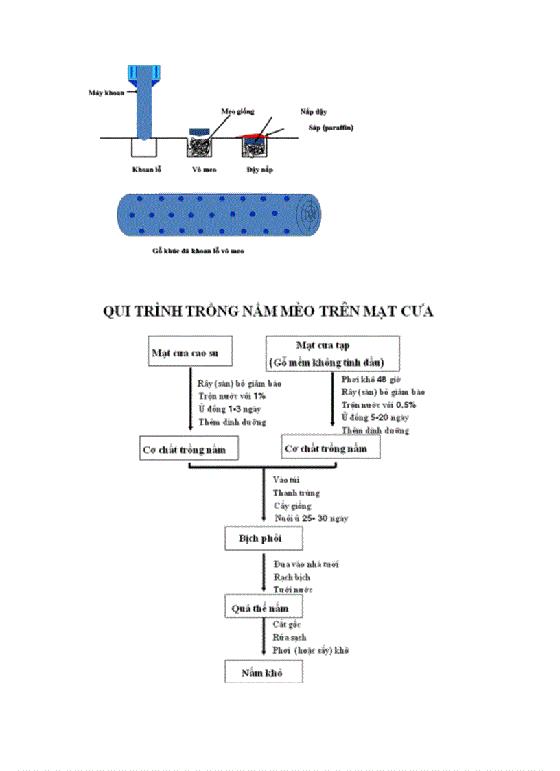 image for page Kỹ thuật trồng nấm