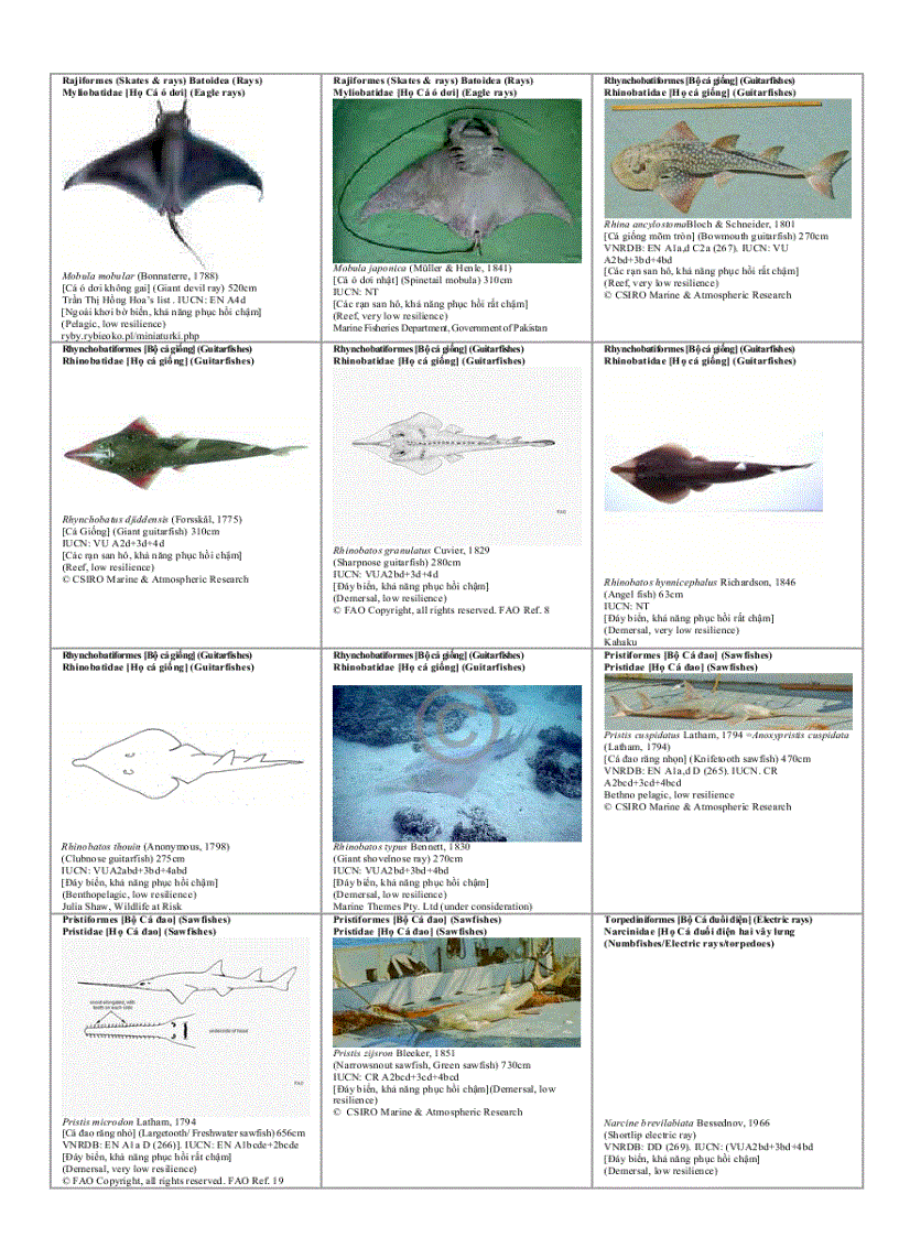 image for page Danh mục minh họa các loài đang bị nguy cấp Để xem xét sự biến động lâu dài