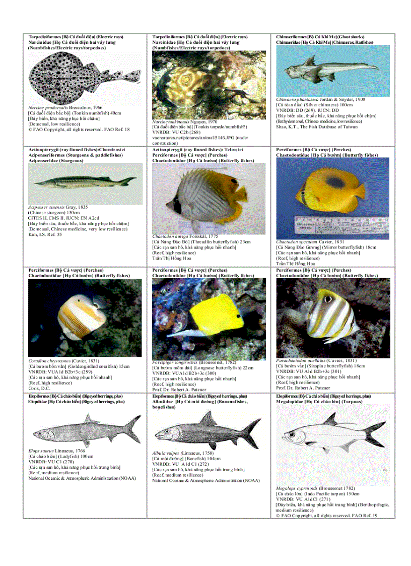 image for page Danh mục minh họa các loài đang bị nguy cấp Để xem xét sự biến động lâu dài