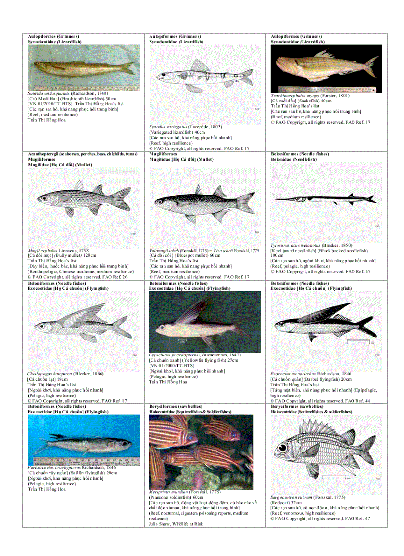 image for page Danh mục minh họa các loài đang bị nguy cấp Để xem xét sự biến động lâu dài