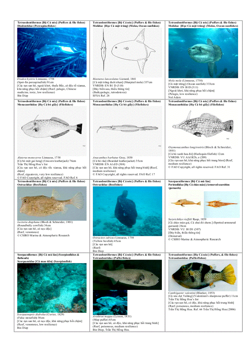 image for page Danh mục minh họa các loài đang bị nguy cấp Để xem xét sự biến động lâu dài