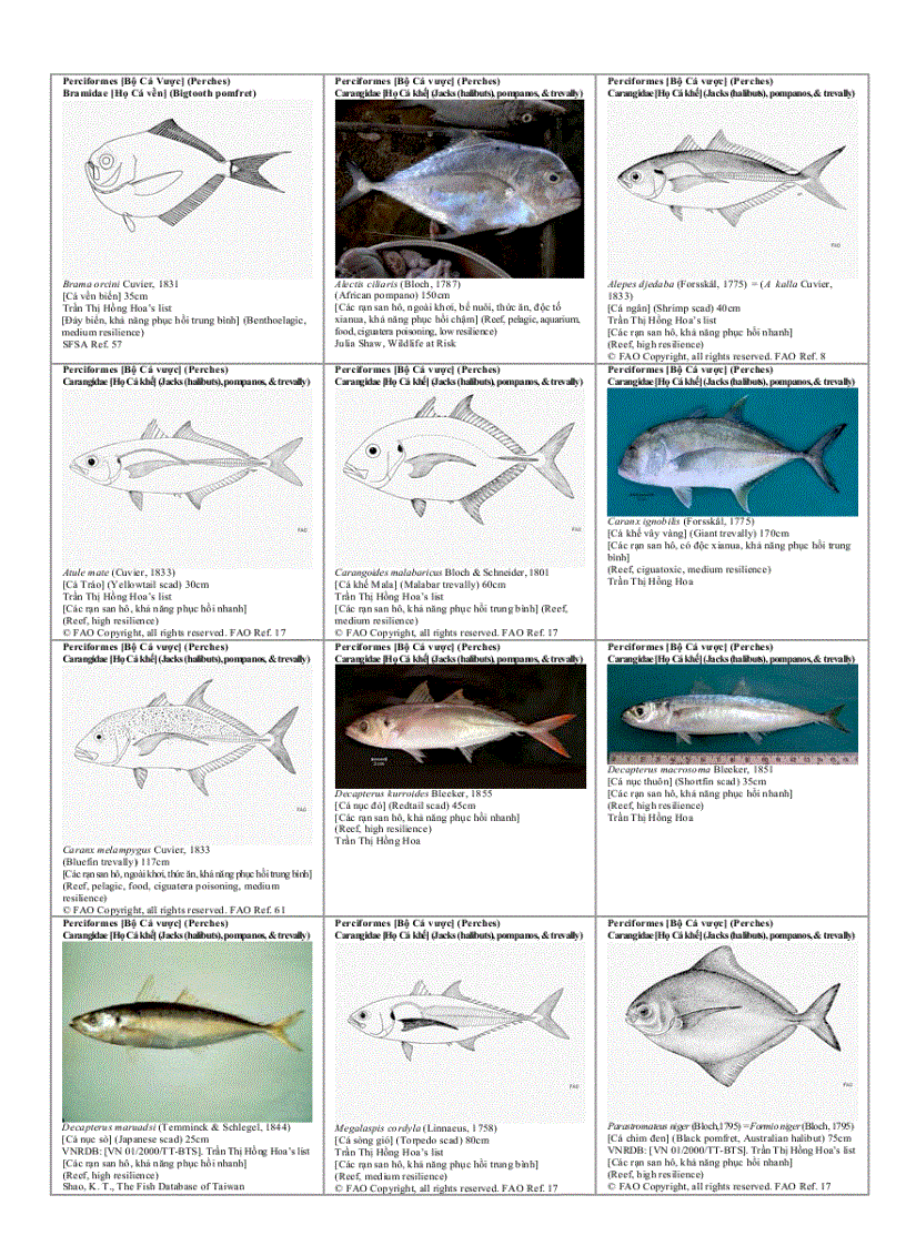 image for page Danh mục minh họa các loài đang bị nguy cấp Để xem xét sự biến động lâu dài