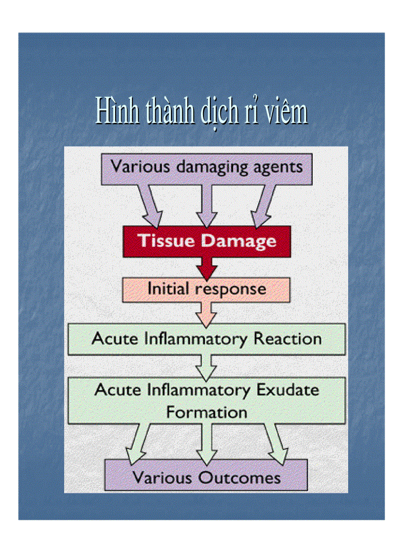 image for page Giải phẫu bệnh viêm 1