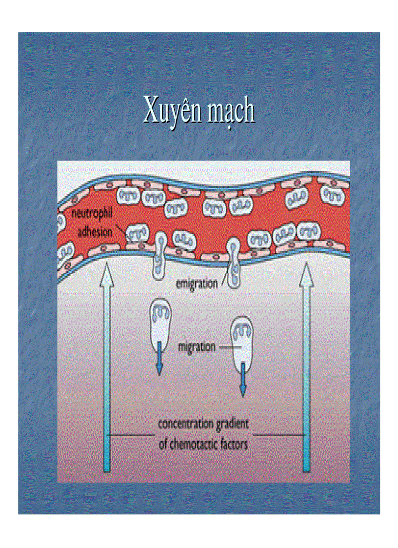 image for page Giải phẫu bệnh viêm 1