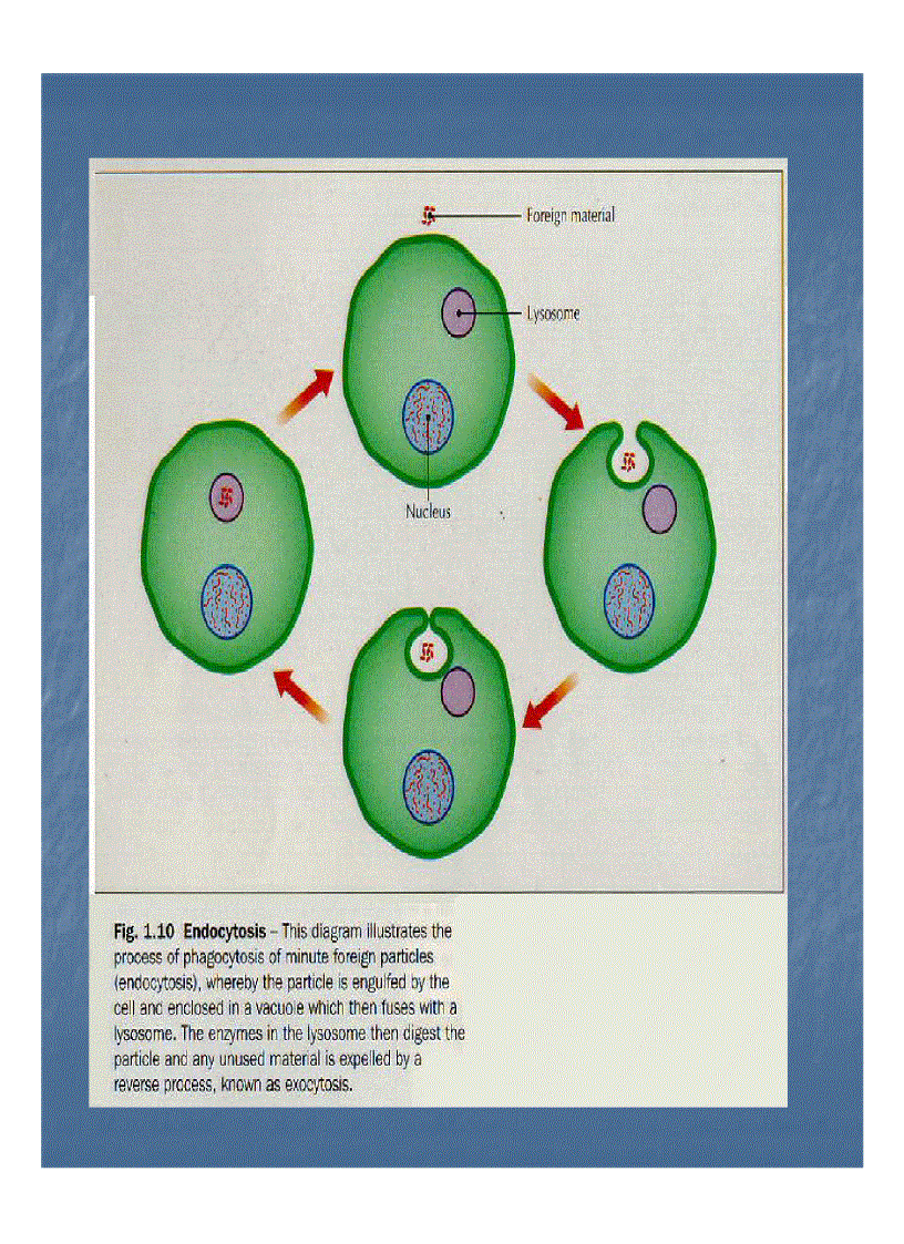 image for page Giải phẫu bệnh viêm 1
