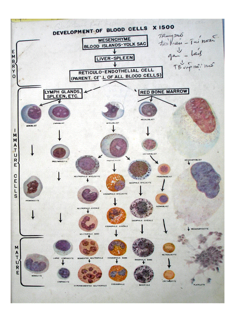 image for page Giải phẫu bệnh viêm 1