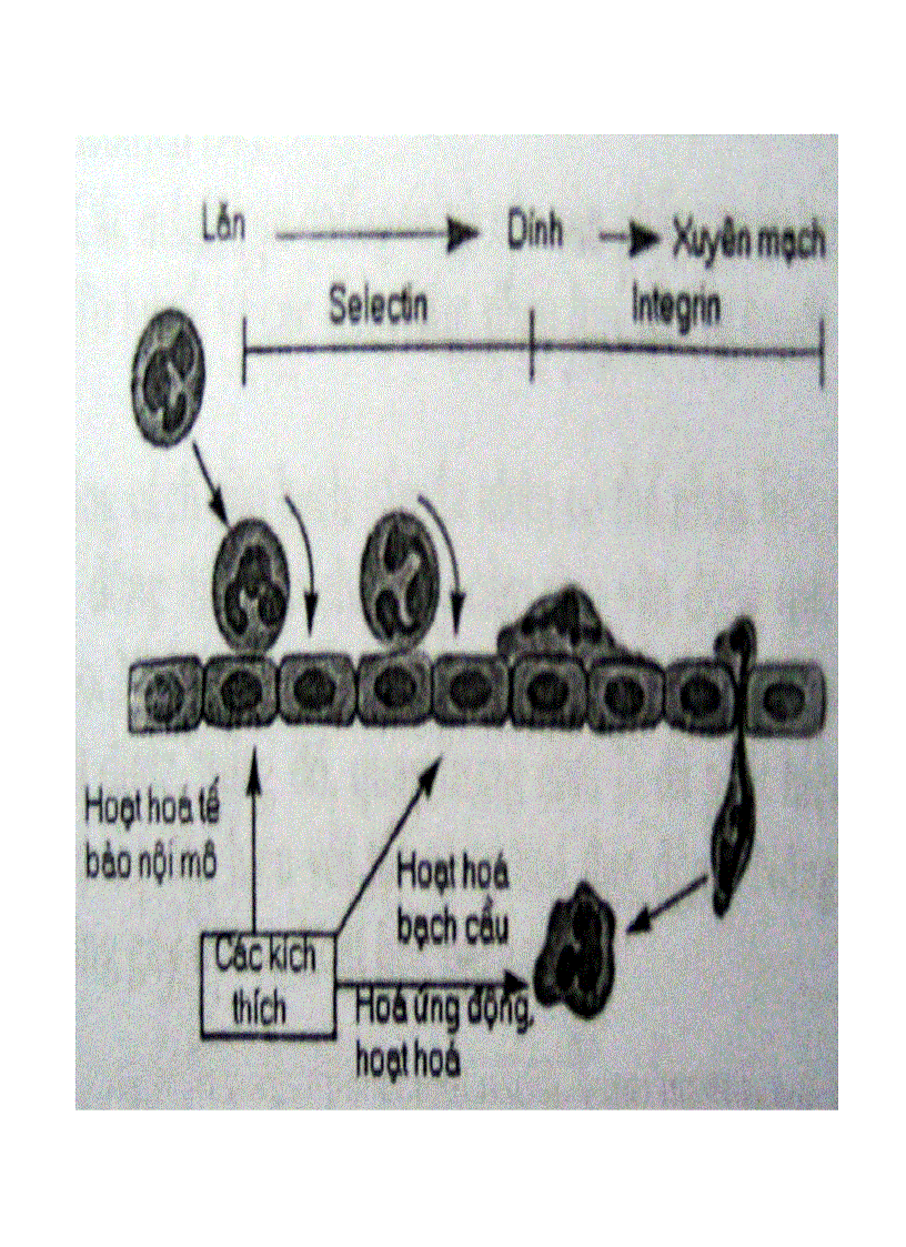 image for page Giải phẫu bệnh viêm 2