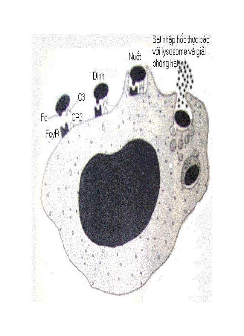 image for page Giải phẫu bệnh viêm 2