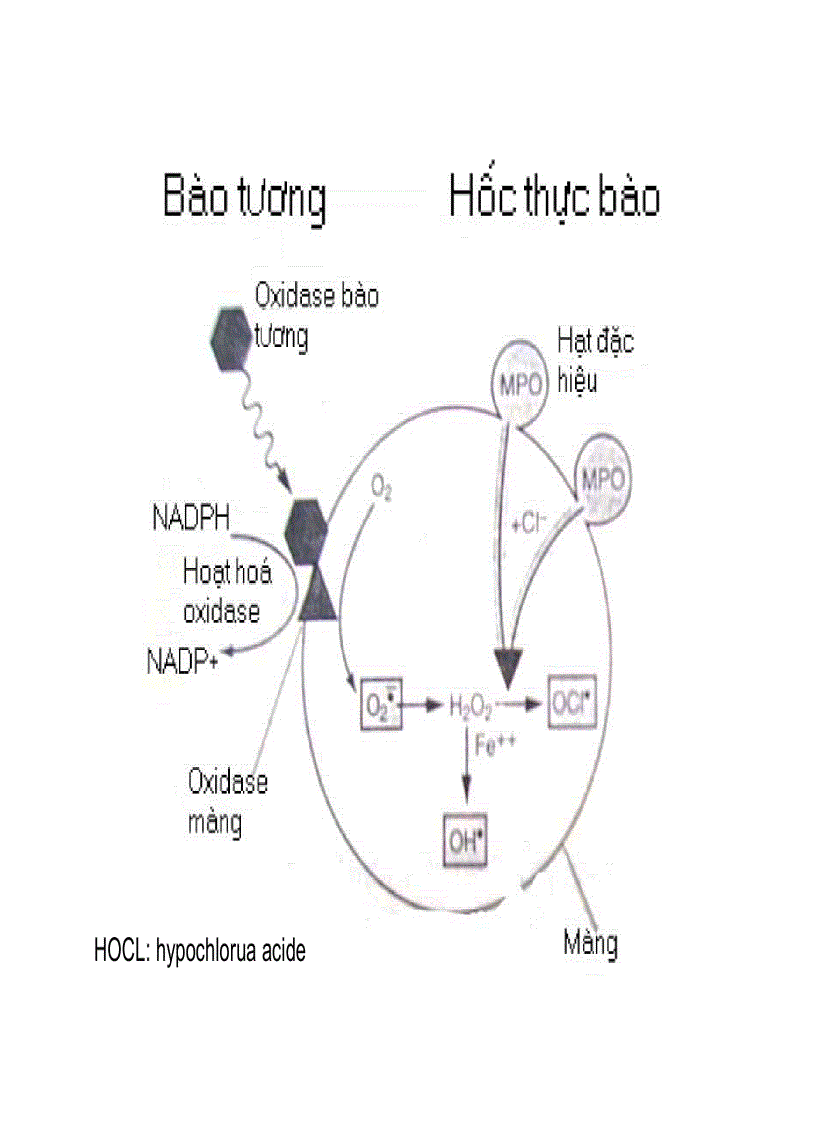 image for page Giải phẫu bệnh viêm 2