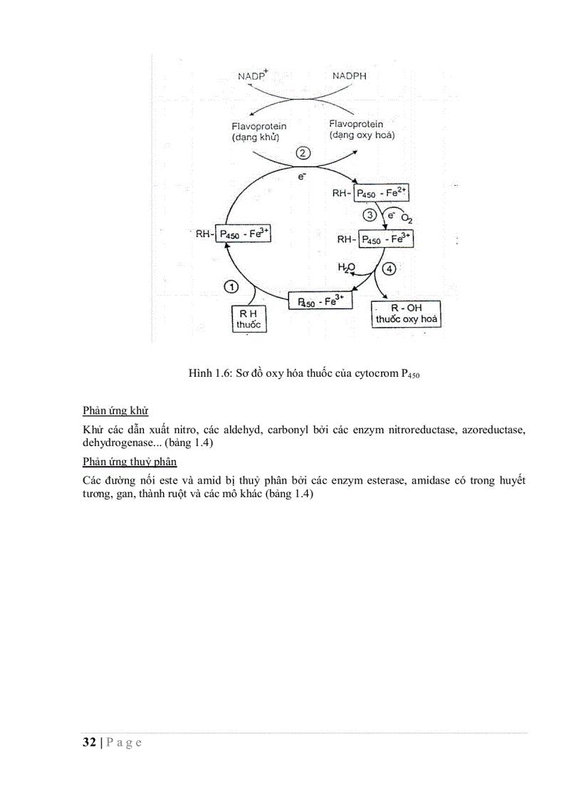 image for page Dược lý học sách dùng cho sinh viên hệ bác sĩ đa khoa