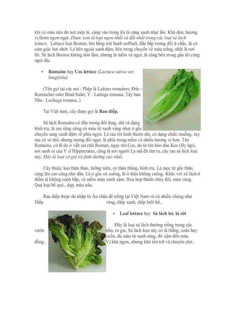 image for page Từ điển thảo mộc dược học