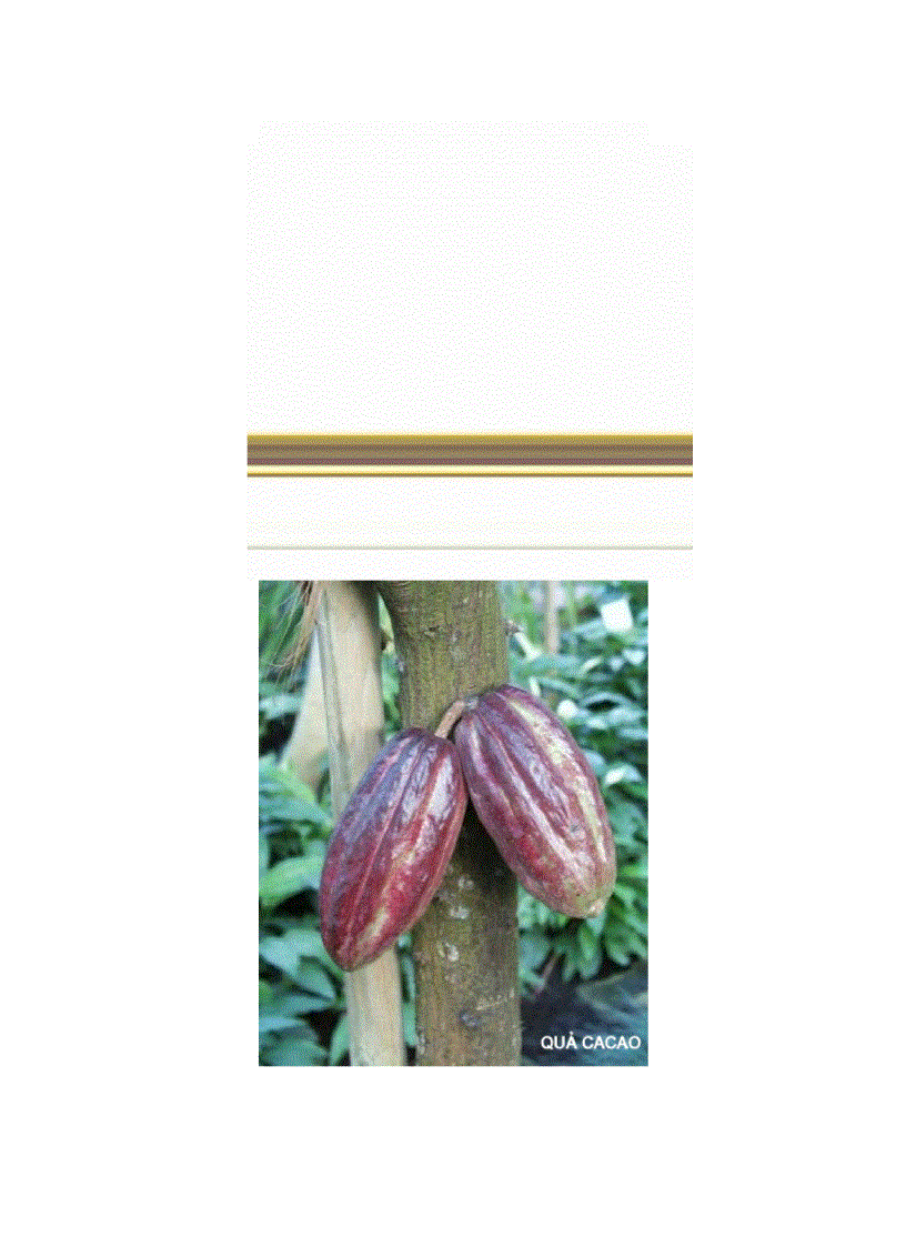 image for page Từ điển thảo mộc dược học