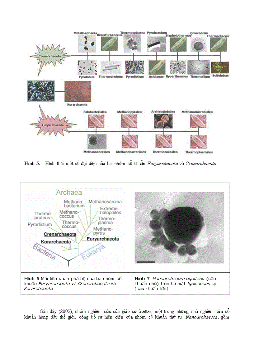 image for page Vi sinh vật phần 3