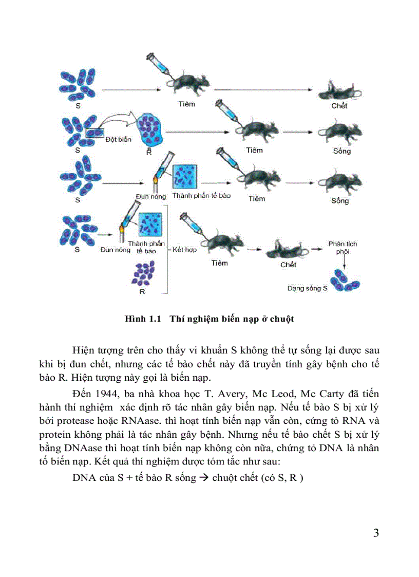 image for page Giáo trình di truyền học Sách THPT Cao đẳng Đại học