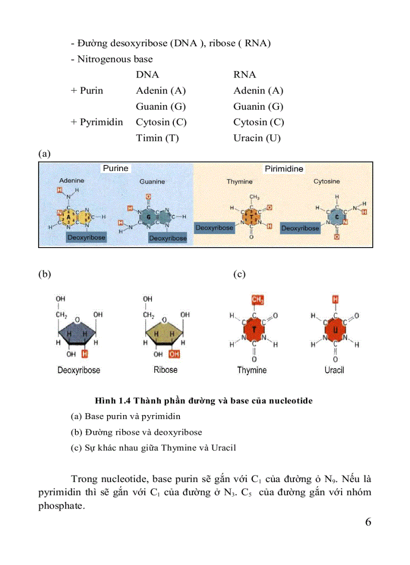 image for page Giáo trình di truyền học Sách THPT Cao đẳng Đại học