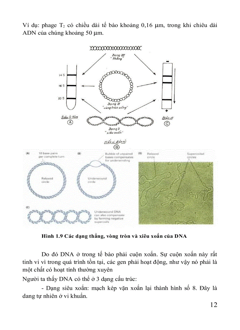 image for page Giáo trình di truyền học Sách THPT Cao đẳng Đại học