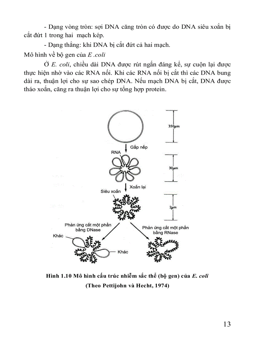 image for page Giáo trình di truyền học Sách THPT Cao đẳng Đại học