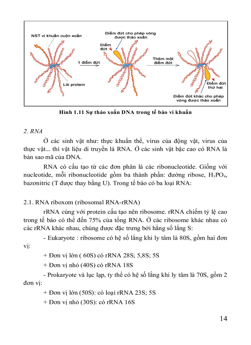 image for page Giáo trình di truyền học Sách THPT Cao đẳng Đại học