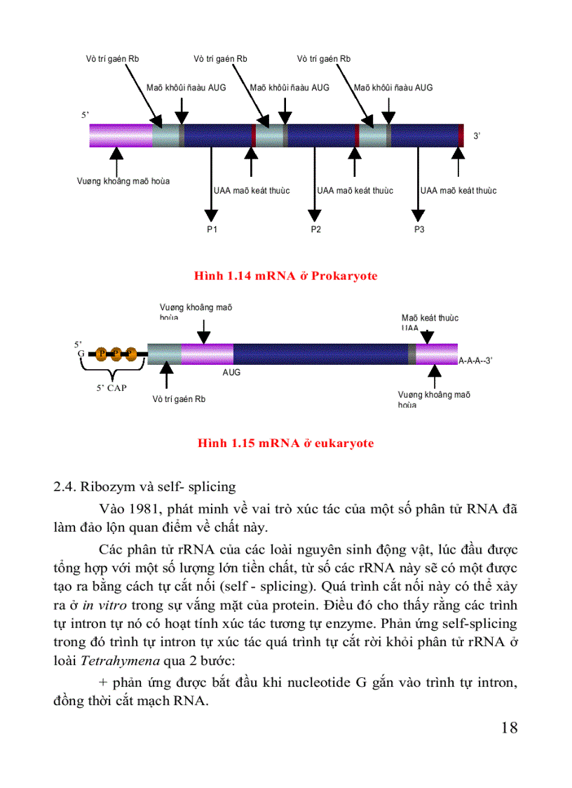 image for page Giáo trình di truyền học Sách THPT Cao đẳng Đại học