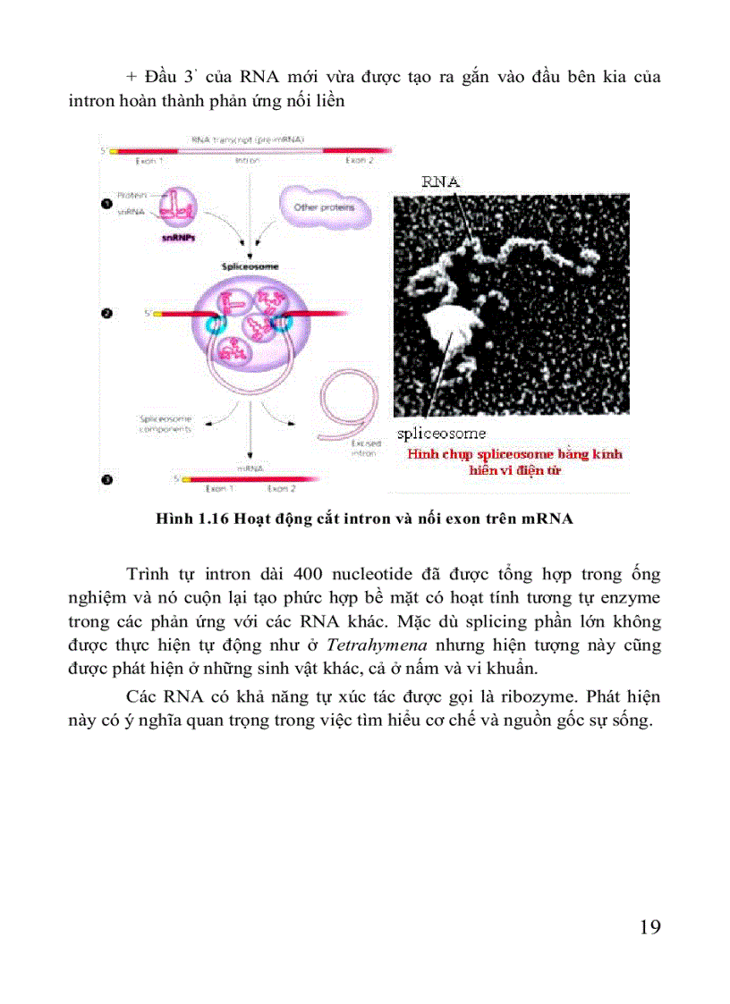 image for page Giáo trình di truyền học Sách THPT Cao đẳng Đại học
