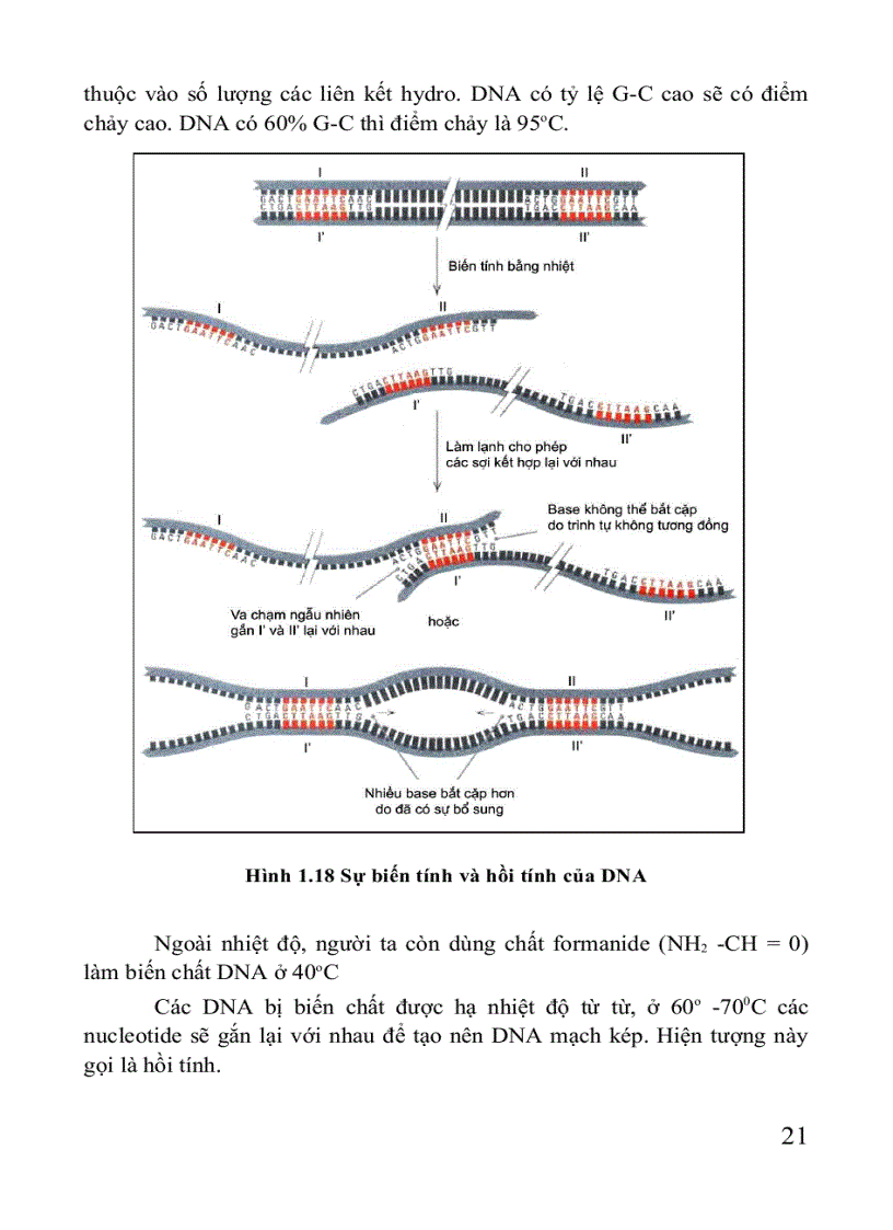 image for page Giáo trình di truyền học Sách THPT Cao đẳng Đại học