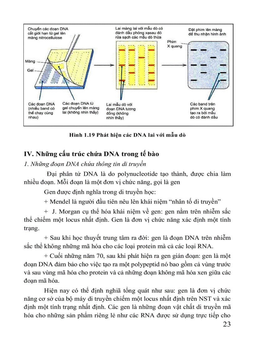 image for page Giáo trình di truyền học Sách THPT Cao đẳng Đại học