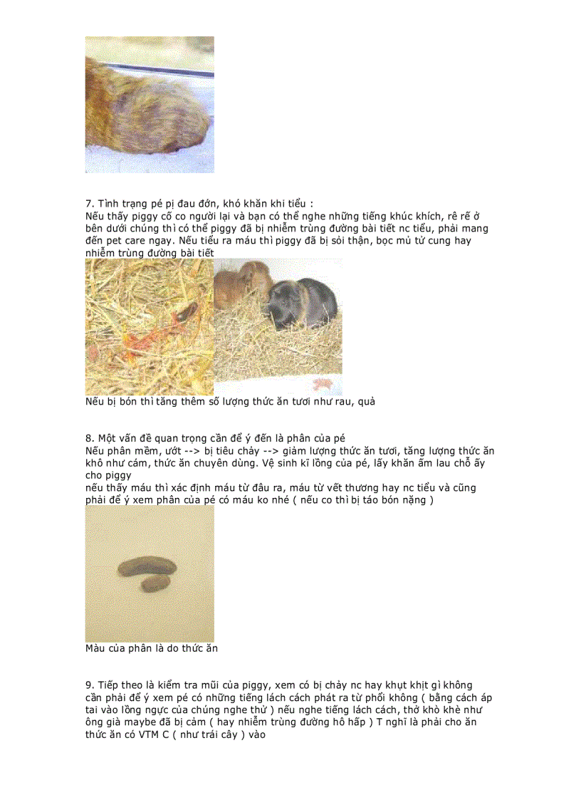 image for page EBOOK Hướng dẫn nuôi bọ Hamster