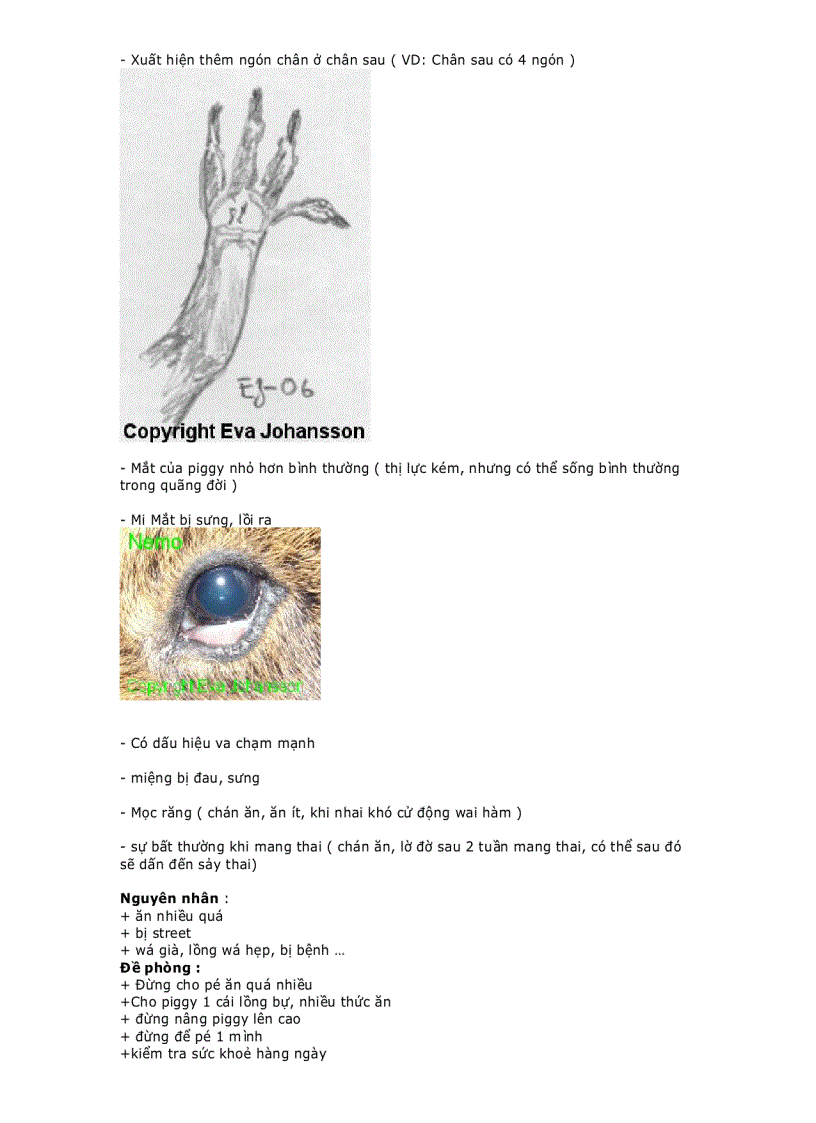 image for page EBOOK Hướng dẫn nuôi bọ Hamster