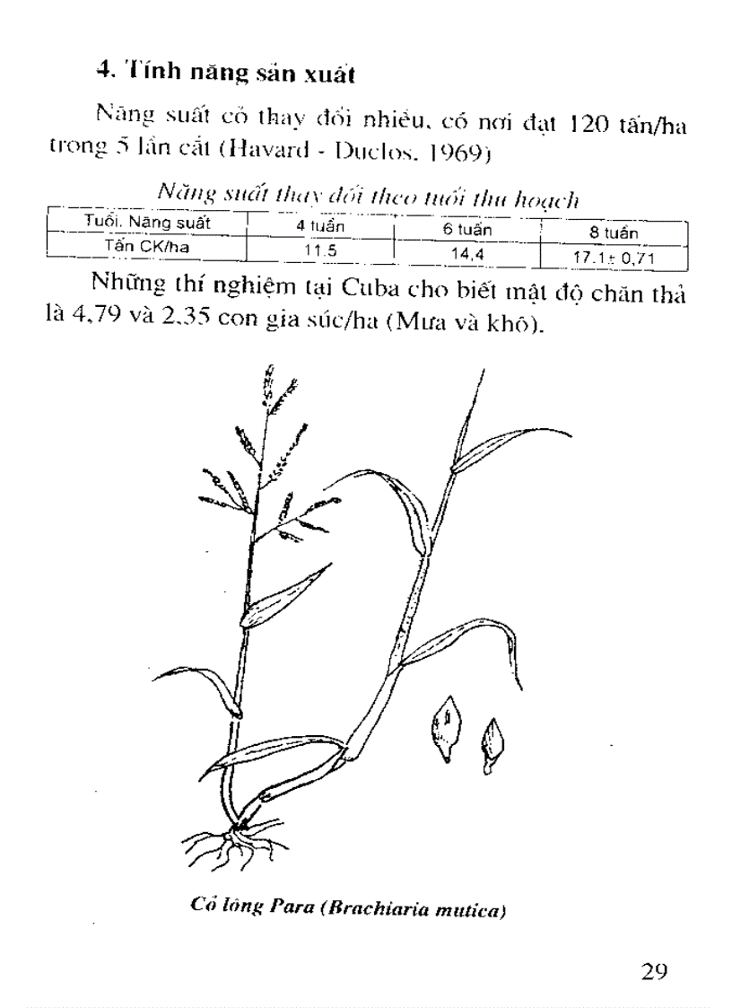 image for page Trồng cỏ nuôi bò sữa