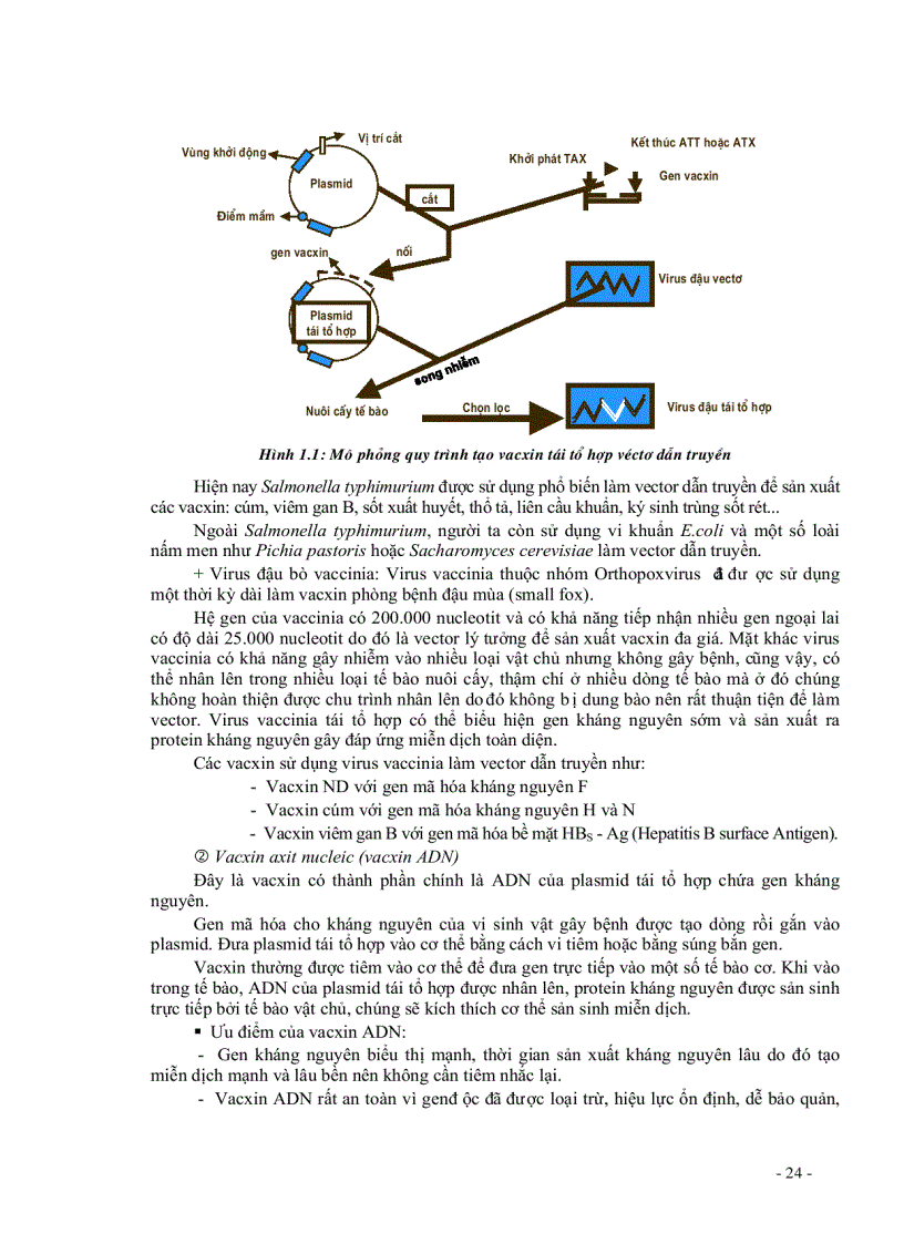 image for page Giáo trình Miễn dịch học ứng dụng